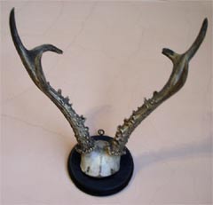 Parostki